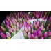 Tulpes, dažādas krāsas, izmērs no 30-40cm